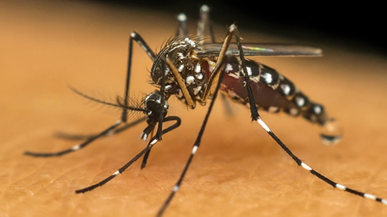 Casos de dengue aumentam 25% no RN e preocupa autoridades sanitárias