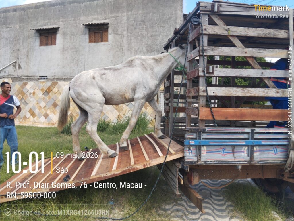 Prefeitura de Macau inicia apreensão de animais de grande porte soltos nas ruas
